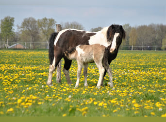 Curly Horse, Hengst, Fohlen (01/2023), 140 cm, Falbe