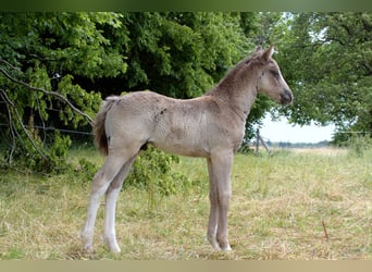Curly Horse, Hengst, Fohlen (05/2026), 150 cm, Rappe