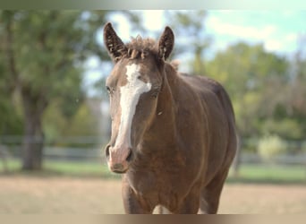 Curly Horse, Hengst, Fohlen (05/2026), 150 cm, Rappe