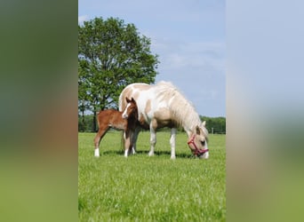 Curly Horse, Hengst, Fohlen (05/2026), 155 cm, Brauner