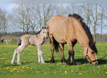 Curly Horse, Hengst, Fohlen (04/2026), 155 cm, Grullo