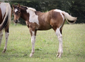 Curly Horse, Hengst, Fohlen (05/2023), 155 cm, Rotbrauner