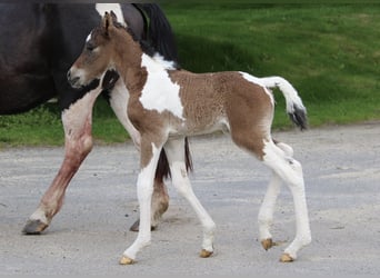 Curly Horse, Hengst, Fohlen (05/2023), 155 cm, Rotbrauner