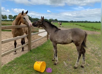 Curly Horse, Hengst, Fohlen (04/2026), 158 cm, Grullo