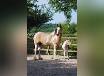 Curly Horse, Hengst, Fohlen (05/2025), 160 cm, Falbe