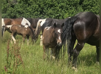 Curly Horse Mix, Hengst, Fohlen (04/2026)