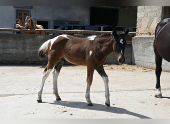 Curly Horse Mix, Hengst, Fohlen (04/2026)