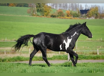 Curly Horse, Hengst, 7 Jahre, 150 cm, Overo-alle-Farben