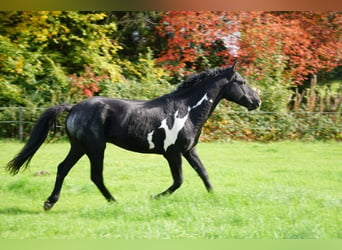 Curly Horse, Hengst, 7 Jaar, 150 cm, Overo-alle-kleuren