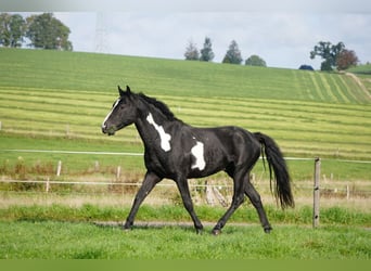 Curly Horse, Hengst, 7 Jaar, 150 cm, Overo-alle-kleuren
