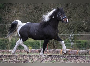 Curly Horse, Hengst, 21 Jaar, 156 cm, Tobiano-alle-kleuren