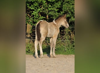 Curly Horse, Hengst, veulen (01/2023), 140 cm, Falbe