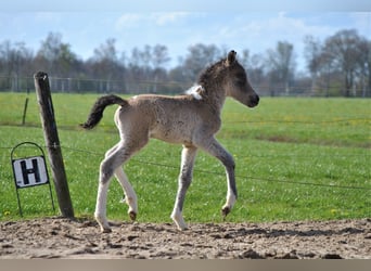 Curly Horse, Hengst, veulen (01/2023), 140 cm, Falbe