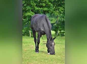 Curly Horse, Hengst, veulen (05/2023), 150 cm, Falbe