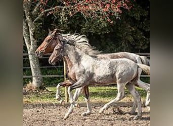 Curly Horse, Hengst, Fohlen (06/2024), 150 cm, Roan-Blue