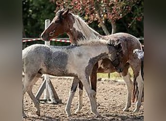 Curly Horse, Hengst, Fohlen (06/2024), 150 cm, Roan-Blue