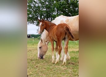 Curly Horse, Hengst, Veulen (05/2026), 155 cm, Bruin