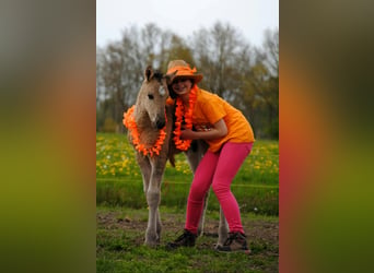 Curly Horse, Hengst, Veulen (04/2026), 155 cm, Grullo