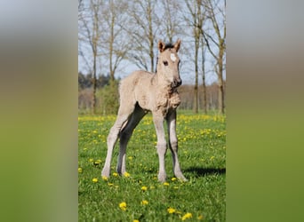 Curly Horse, Hengst, Veulen (04/2026), 155 cm, Grullo