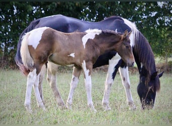 Curly Horse, Hengst, veulen (05/2023), 155 cm, Roodbruin