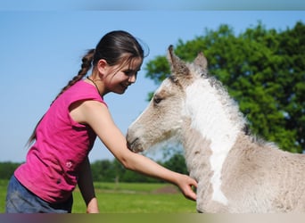 Curly Horse, Hengst, , 160 cm, Falbe