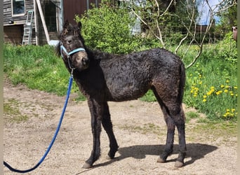 Curly Horse, Hengst, Veulen (01/2026), Zwart