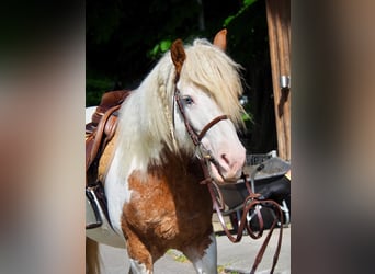 Curly horse, Klacz, 10 lat, 145 cm, Srokata
