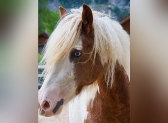 Curly horse, Klacz, 10 lat, 145 cm, Srokata