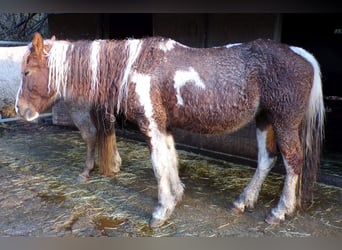 Curly horse, Klacz, 13 lat, 150 cm, Srokata
