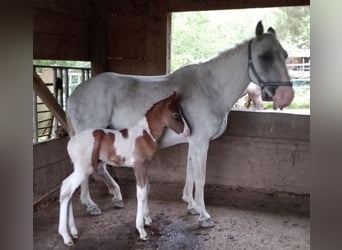 Curly horse, Klacz, 15 lat, 148 cm, Siwa