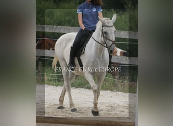 Curly horse, Klacz, 19 lat, 153 cm, Siwa jabłkowita