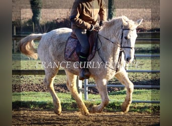 Curly horse, Klacz, 19 lat, 153 cm, Siwa jabłkowita