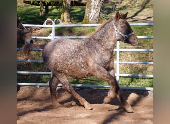 Curly horse, Klacz, 1 Rok, 130 cm, Kasztanowatodereszowata