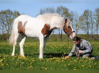 Curly horse, Klacz, 1 Rok, 153 cm, Srokata