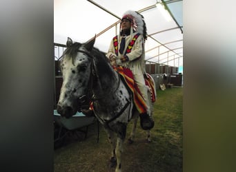Curly horse, Klacz, 1 Rok, 158 cm