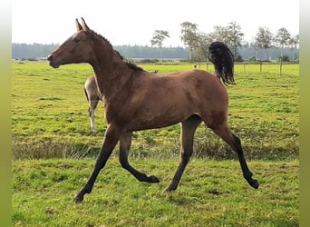 Curly horse, Klacz, 1 Rok, 158 cm