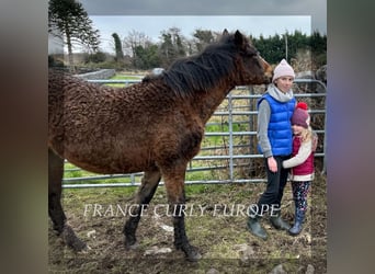 Curly horse, Klacz, 1 Rok, 160 cm