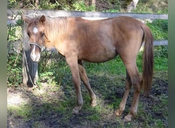Curly horse, Klacz, 1 Rok, Bułana
