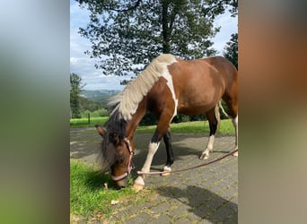 Curly horse, Klacz, 2 lat, 128 cm, Srokata