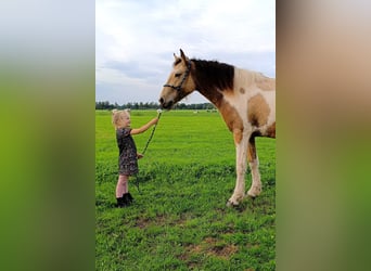 Curly horse, Klacz, 2 lat, 160 cm, Jelenia