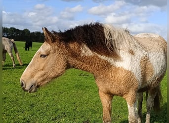 Curly horse, Klacz, 2 lat, 160 cm, Jelenia
