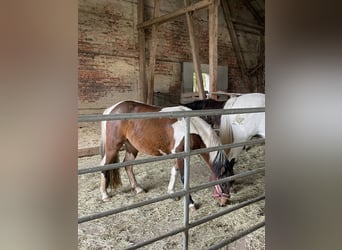 Curly horse, Klacz, 3 lat, 128 cm, Tobiano wszelkich maści