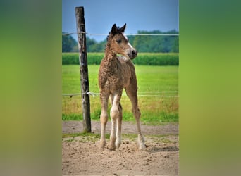 Curly horse, Klacz, 3 lat, 140 cm, Kara