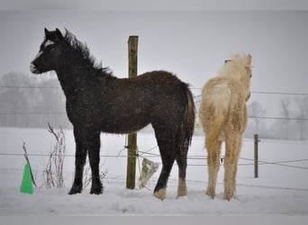 Curly horse, Klacz, 3 lat, 140 cm, Kara