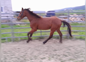 Curly horse Mix, Klacz, 3 lat, 155 cm, Gniada