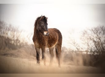 Curly horse, Klacz, 4 lat, 123 cm, Ciemnokasztanowata