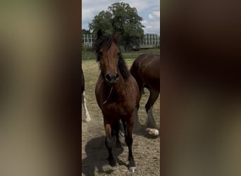 Curly horse, Klacz, 4 lat, 145 cm, Gniada