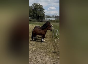 Curly horse, Klacz, 4 lat, 145 cm, Gniada