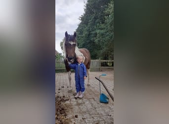 Curly horse, Klacz, 5 lat, 140 cm, Srokata