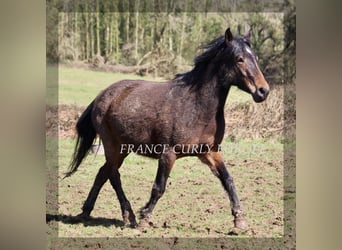 Curly horse, Klacz, 5 lat, 146 cm, Ciemnogniada